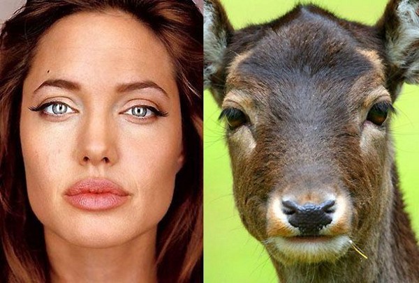 одно лицо. Анджелина Джоли очень похожа на какую-то скотину. прикол с эротикой